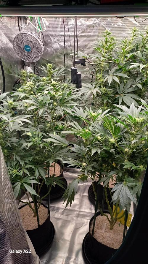 CRITICAL. Week 8
