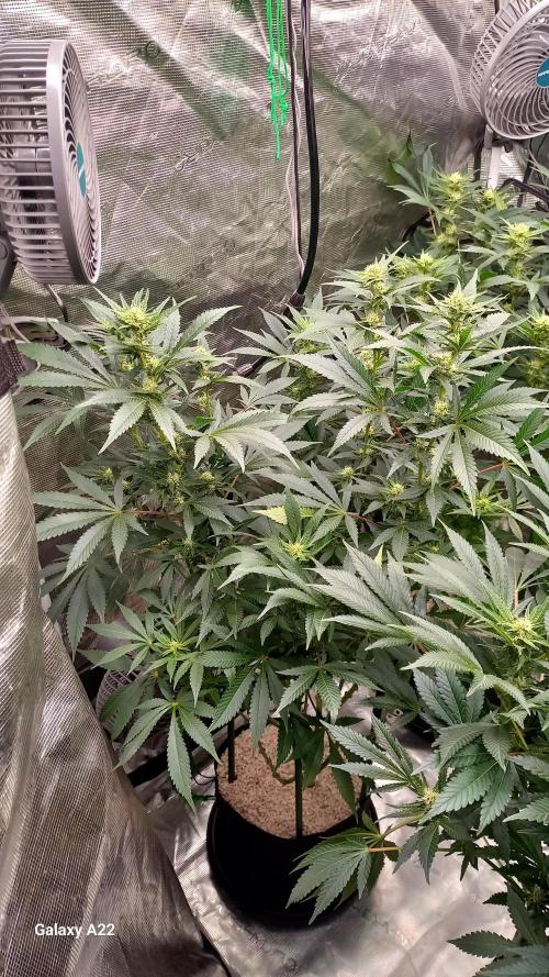 CRITICAL. Week 8