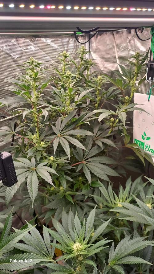 Cookies Sherbert Auto. Week 13
