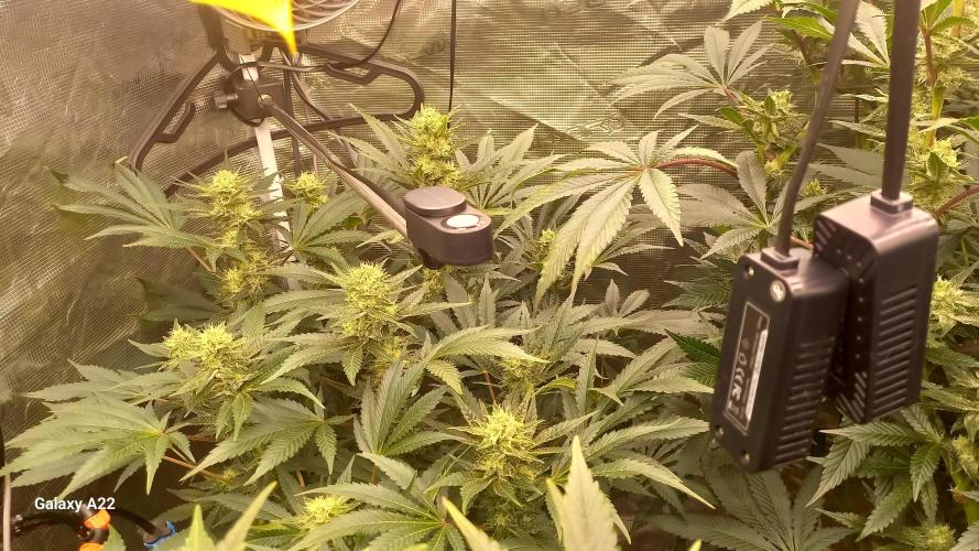 CRITICAL. Week 9