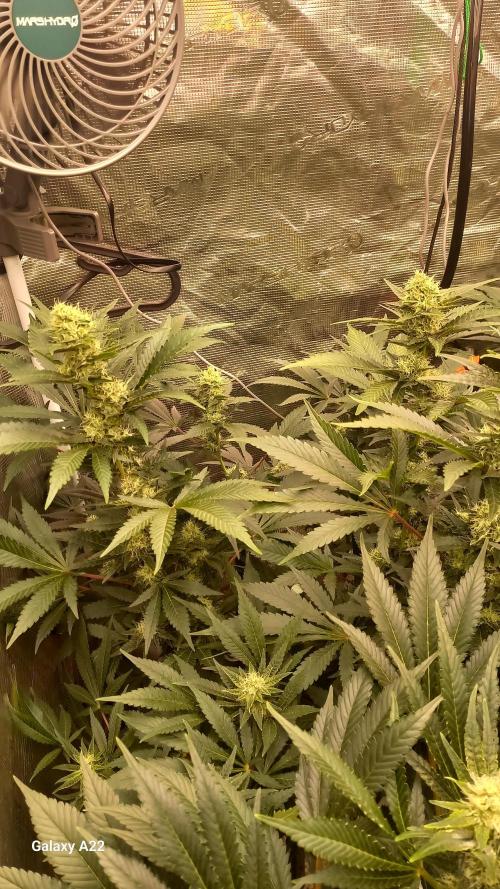CRITICAL. Week 9
