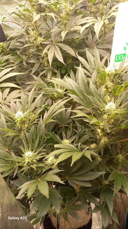 CRITICAL. Week 9