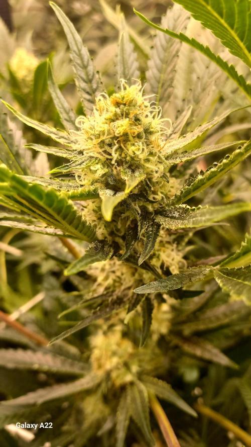 CRITICAL. Week 10