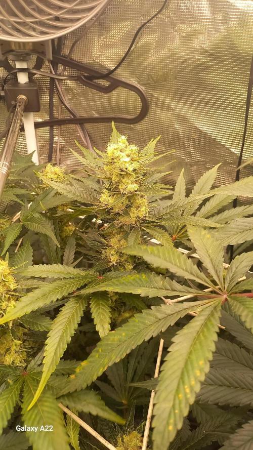 CRITICAL. Week 10