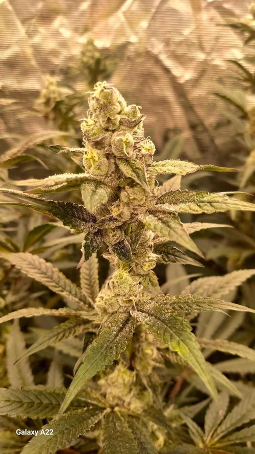 CRITICAL. Week 10