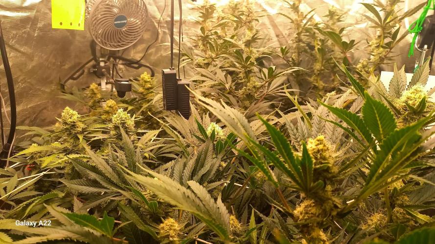 CRITICAL. Week 10