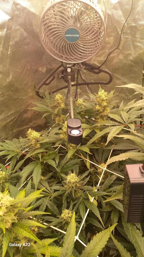 CRITICAL. Week 10
