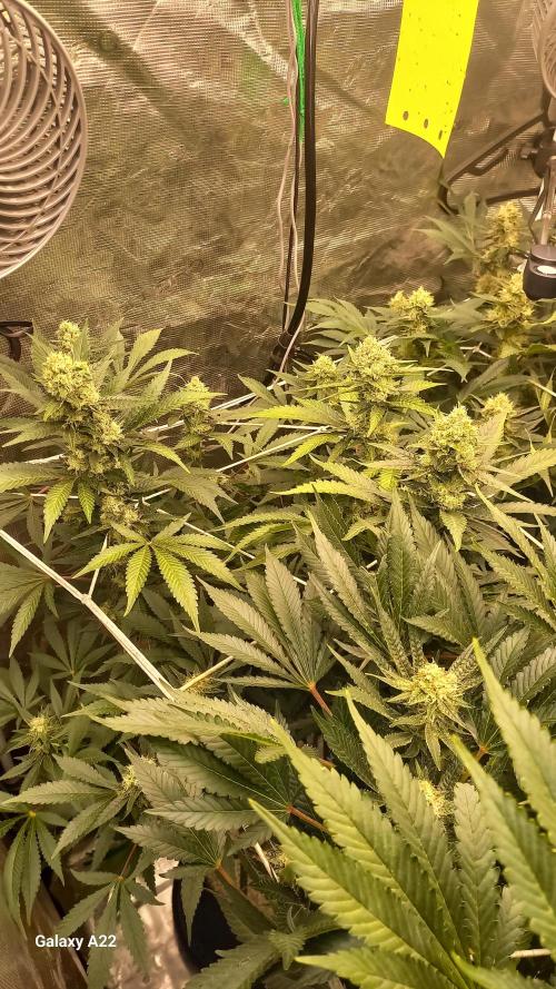 CRITICAL. Week 10