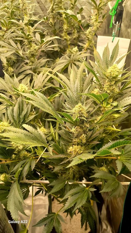 CRITICAL. Week 10
