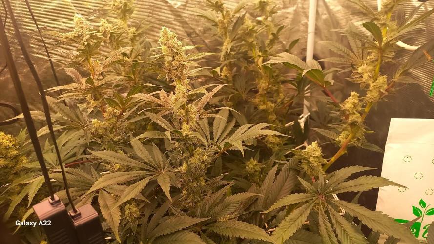 CRITICAL. Week 10