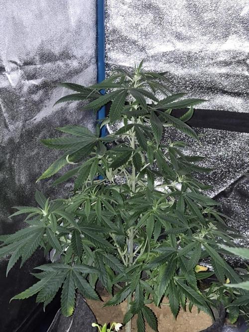 Lemon kush. Week 5