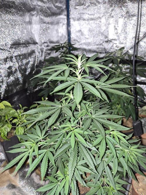 Lemon kush. Week 5