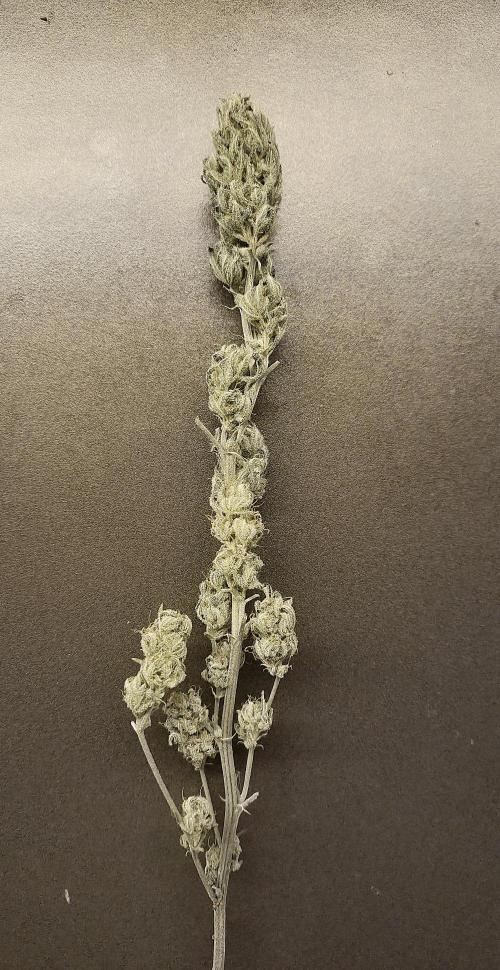 Lemon kush. Week 12