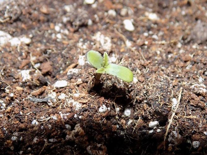 Spring 2026. Week 0