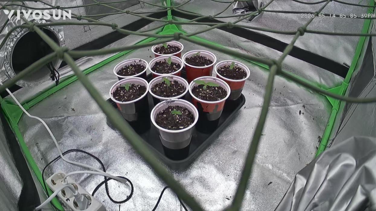 3x Mimosa X Orange Punch. Week 0