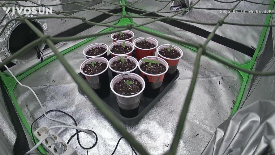 Mimosa x Orange Punch. Week 0