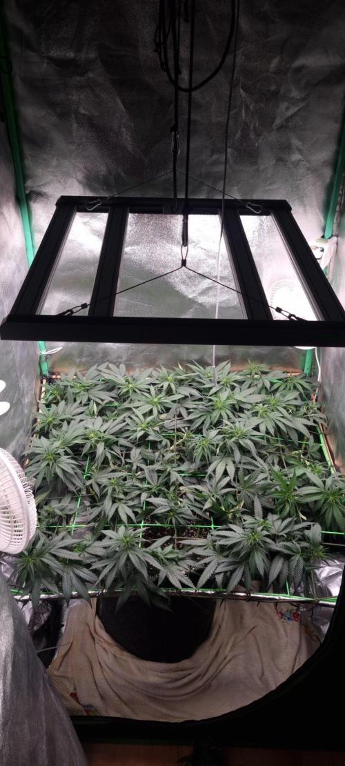 Mimosa x Orange Punch. Week 9