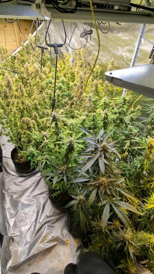 Godzilla Cookies Auto x3
