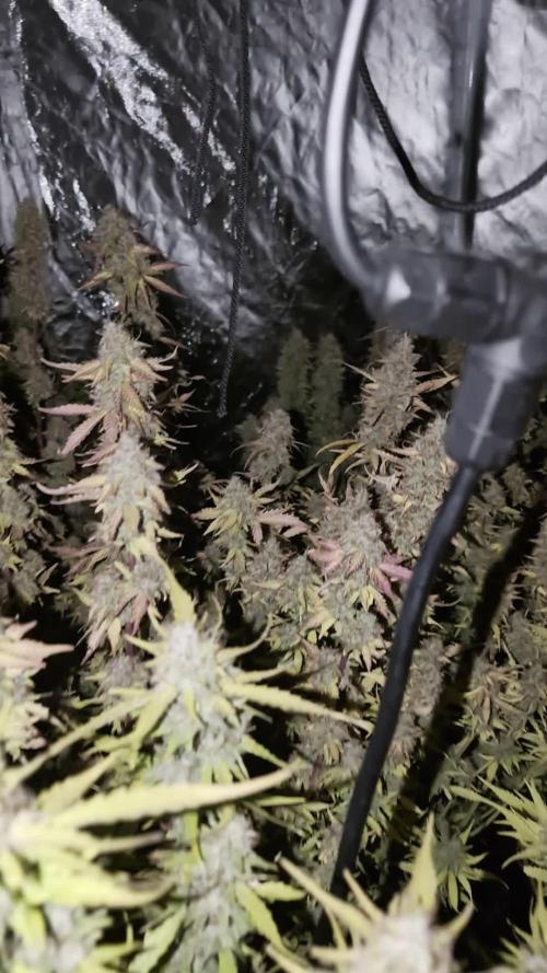 Banana Blaze Auto x3