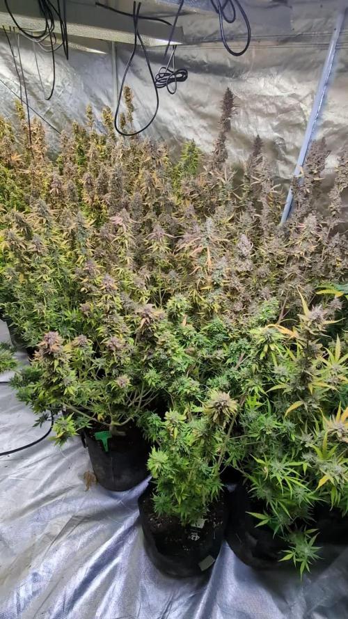 Candy Bubatz XL x3