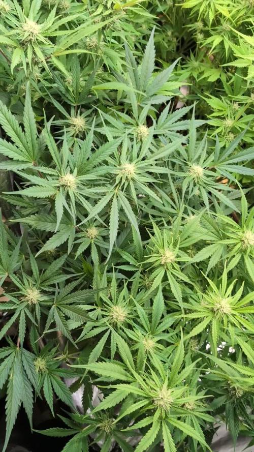 Twilight Zlush Auto x4