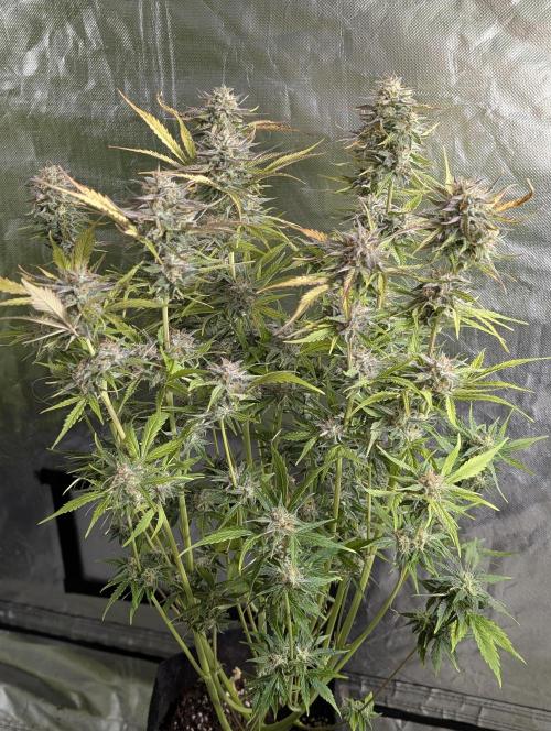 Creamzilla Auto x4. Week 11 - N1