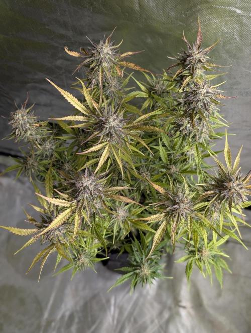 Creamzilla Auto x4. Week 11