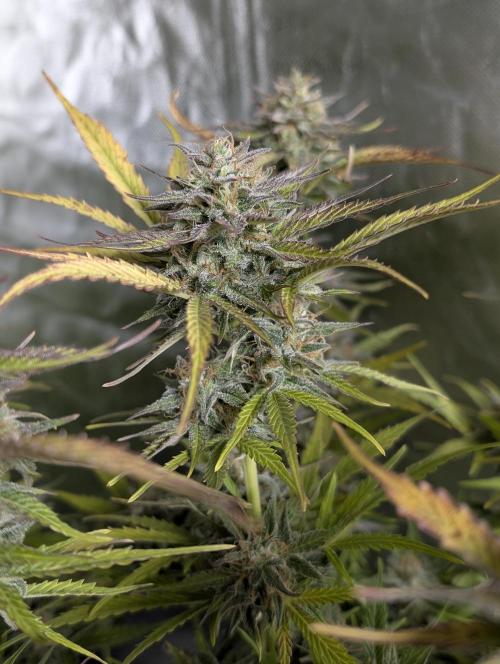 Creamzilla Auto x4. Week 11