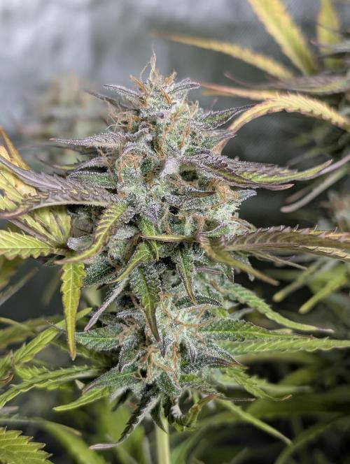 Creamzilla Auto x4. Week 11