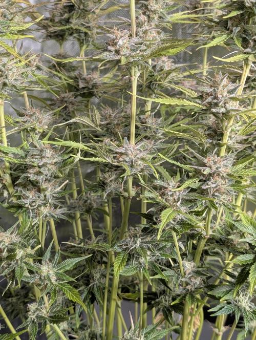 Creamzilla Auto x4. Week 11