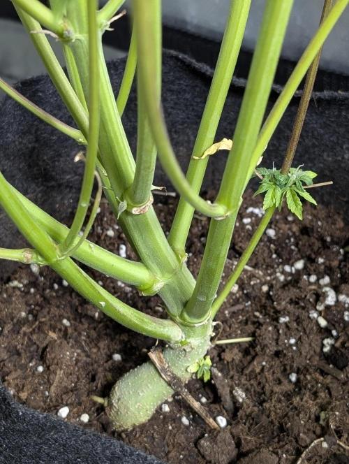 Creamzilla Auto x4. Week 11