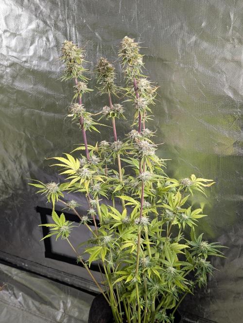 Creamzilla Auto x4. Week 11 - N2