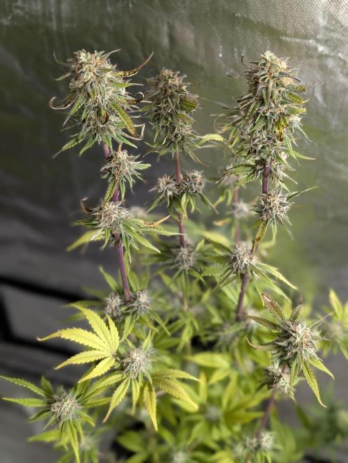 Creamzilla Auto x4. Week 11