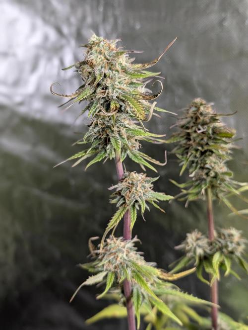 Creamzilla Auto x4. Week 11