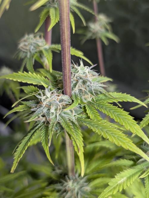 Creamzilla Auto x4. Week 11