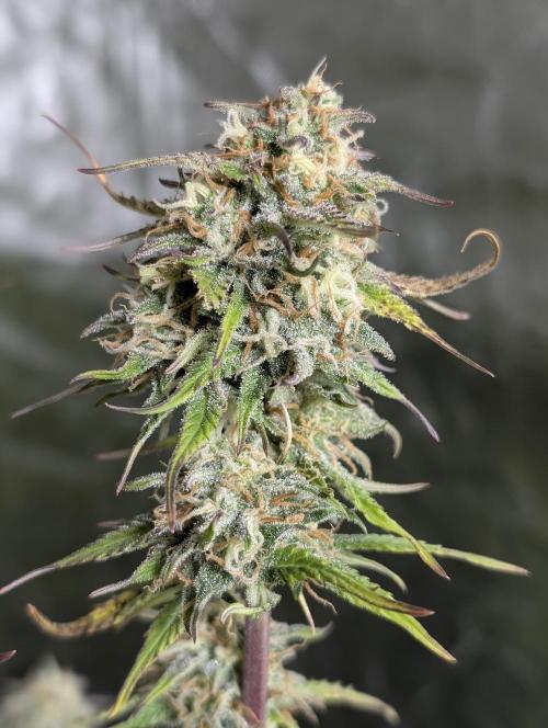 Creamzilla Auto x4. Week 11