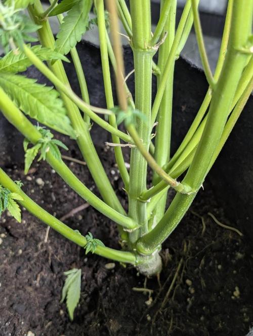 Creamzilla Auto x4. Week 11