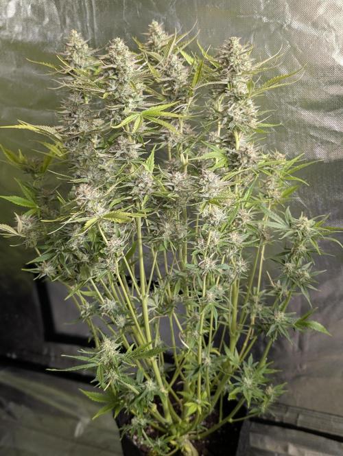 Creamzilla Auto x4. Week 11 - N3