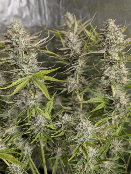 Creamzilla Auto x4. Week 11