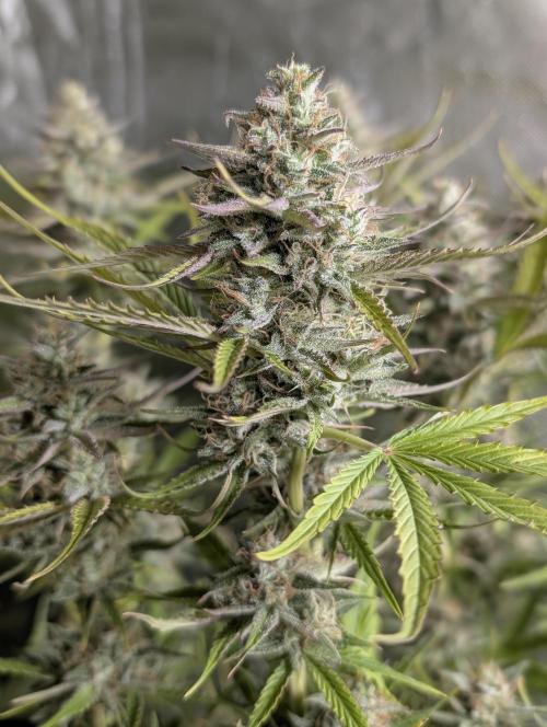 Creamzilla Auto x4. Week 11