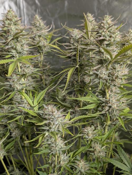 Creamzilla Auto x4. Week 11