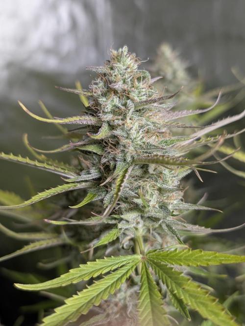 Creamzilla Auto x4. Week 11