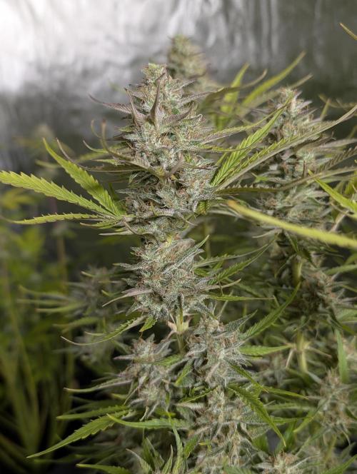 Creamzilla Auto x4. Week 11