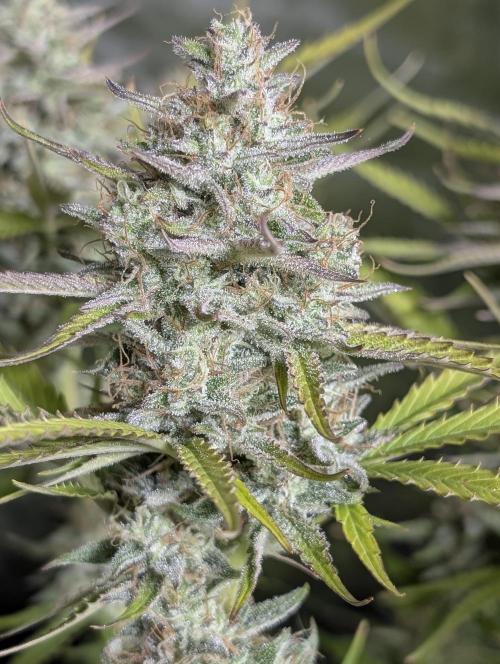 Creamzilla Auto x4. Week 11