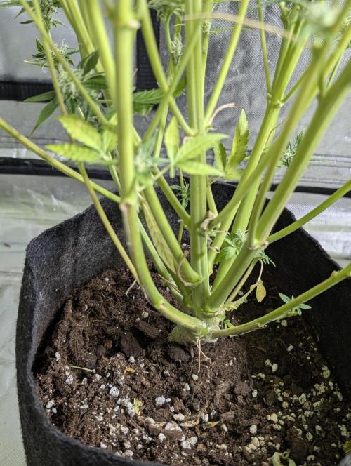 Creamzilla Auto x4. Week 11