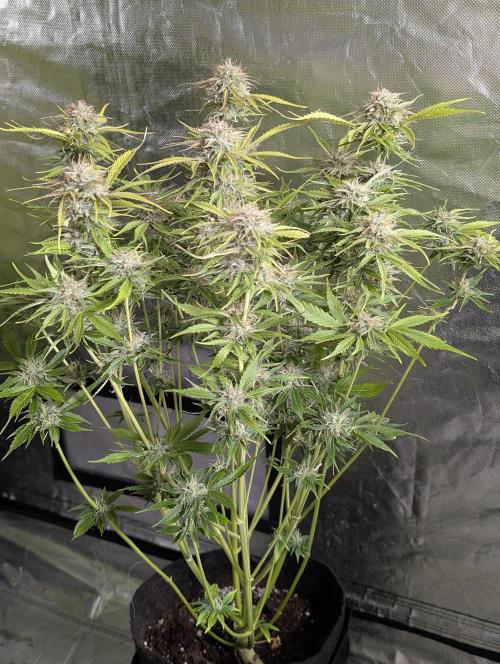 Creamzilla Auto x4. Week 11 - N4