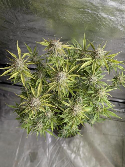 Creamzilla Auto x4. Week 11