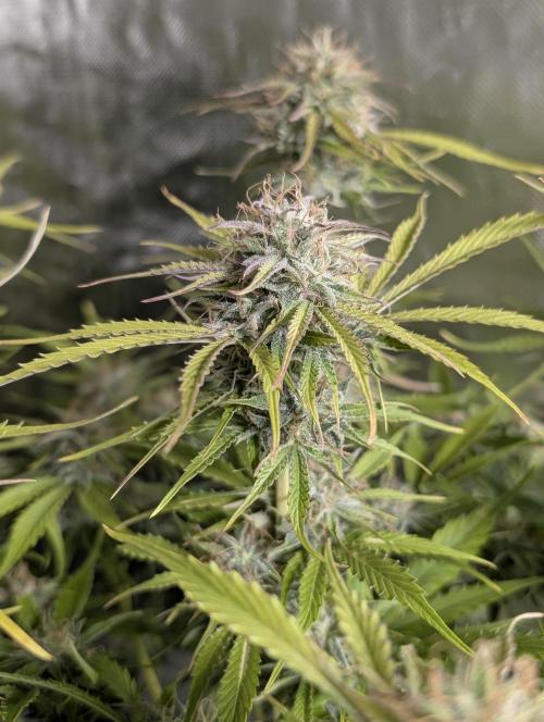 Creamzilla Auto x4. Week 11