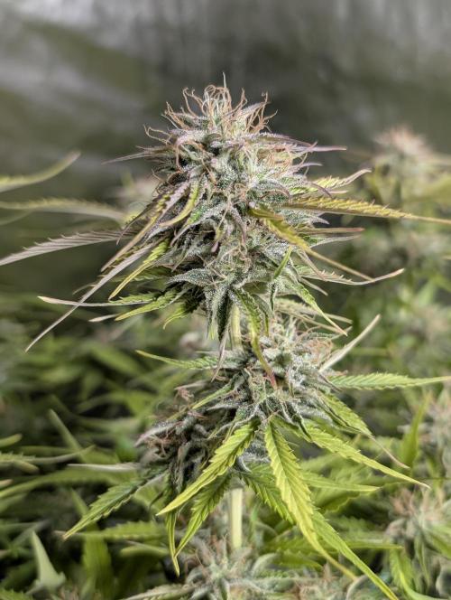 Creamzilla Auto x4. Week 11