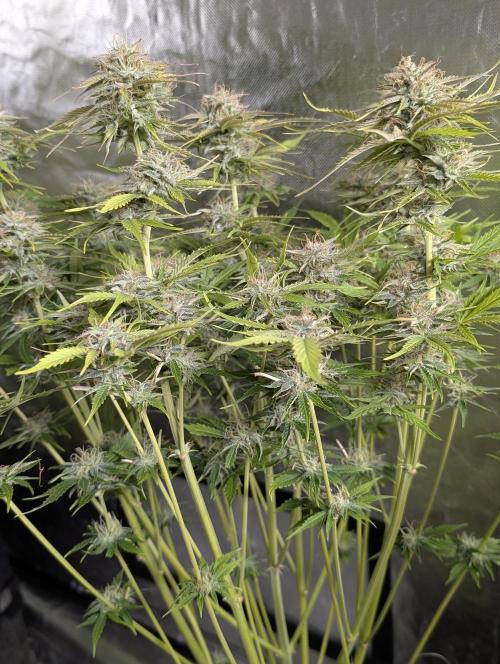 Creamzilla Auto x4. Week 11